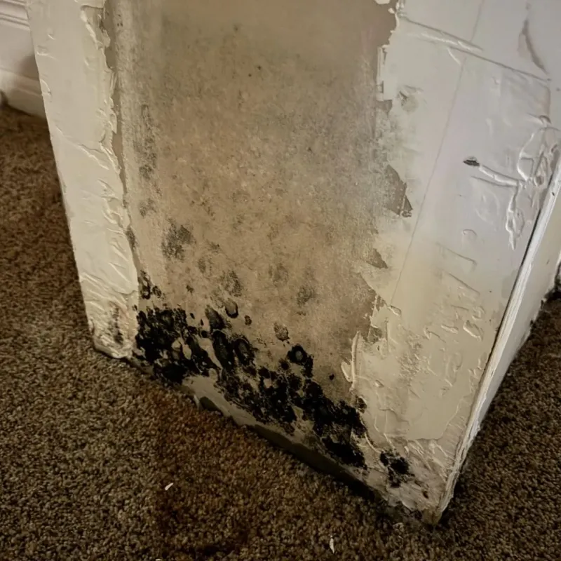 Professional Mold Removal in Clarkson, NY